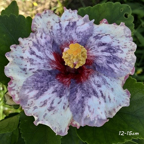 Taiwan Blueberry Snowflake Ice